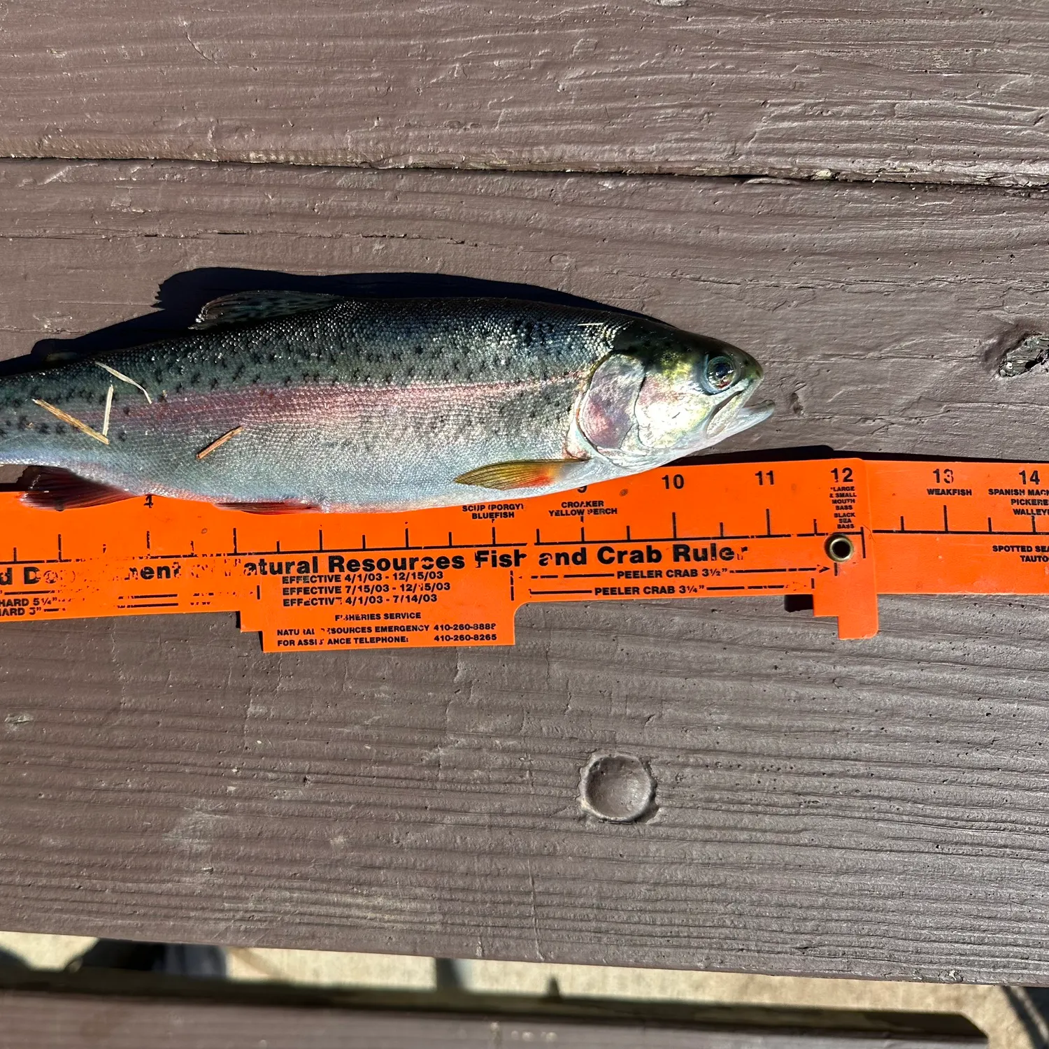 recently logged catches