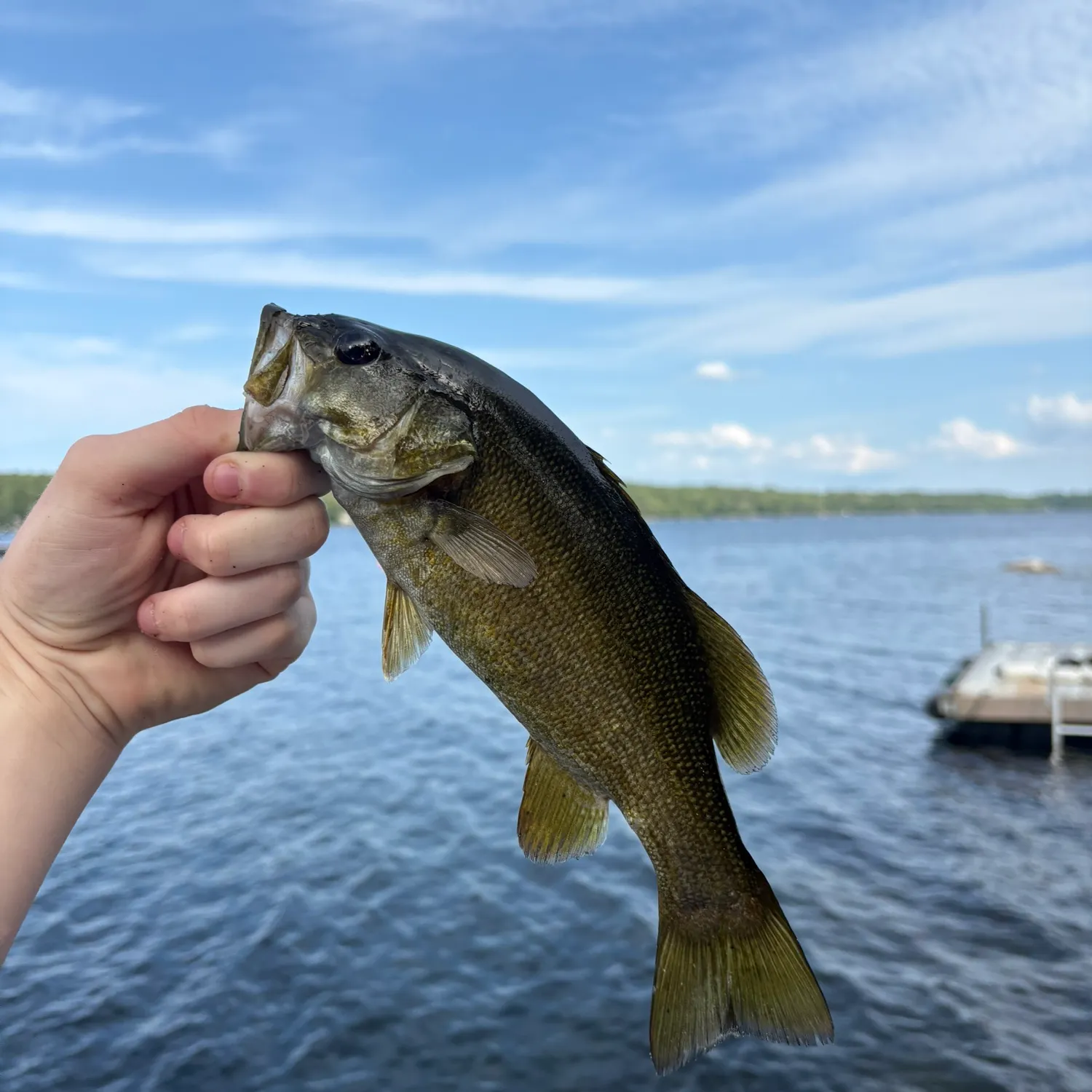 Smallmouth bass caught on Fishbrain