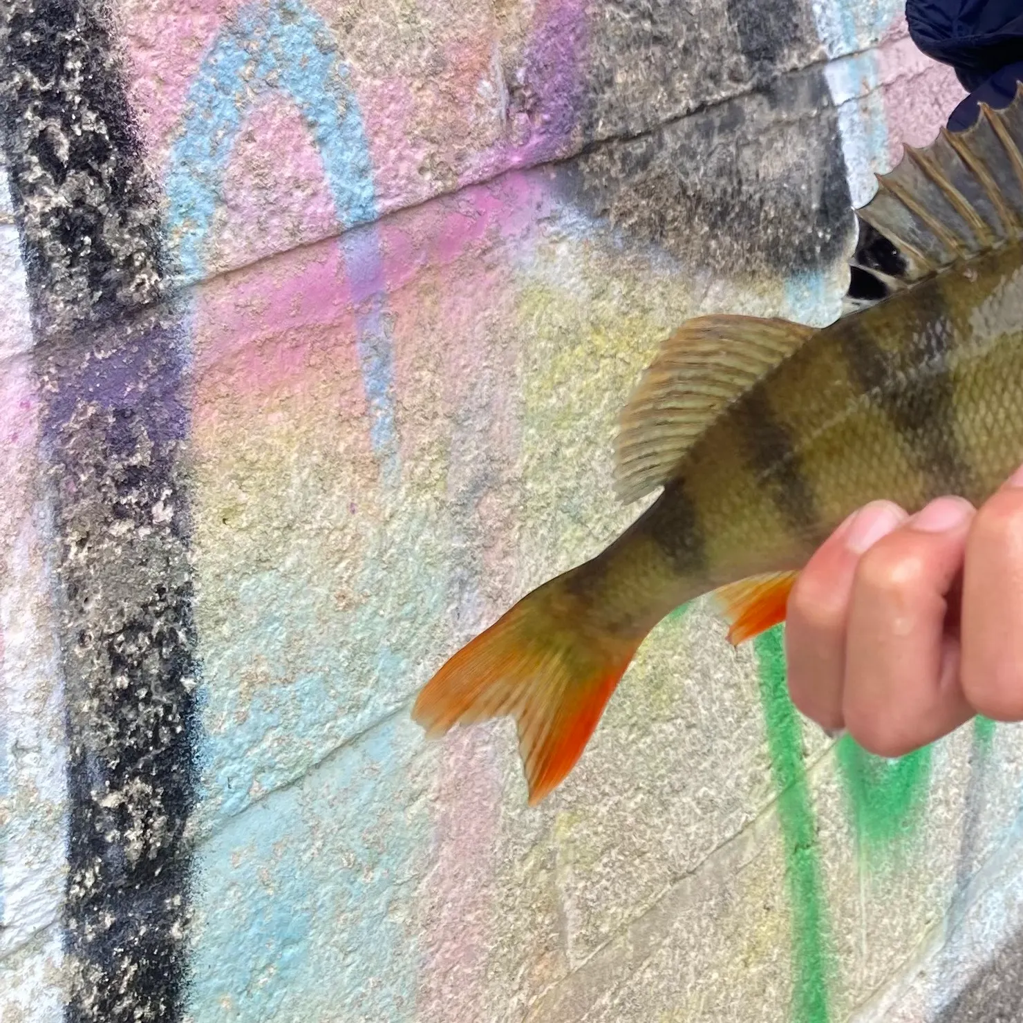 European perch caught on Fishbrain