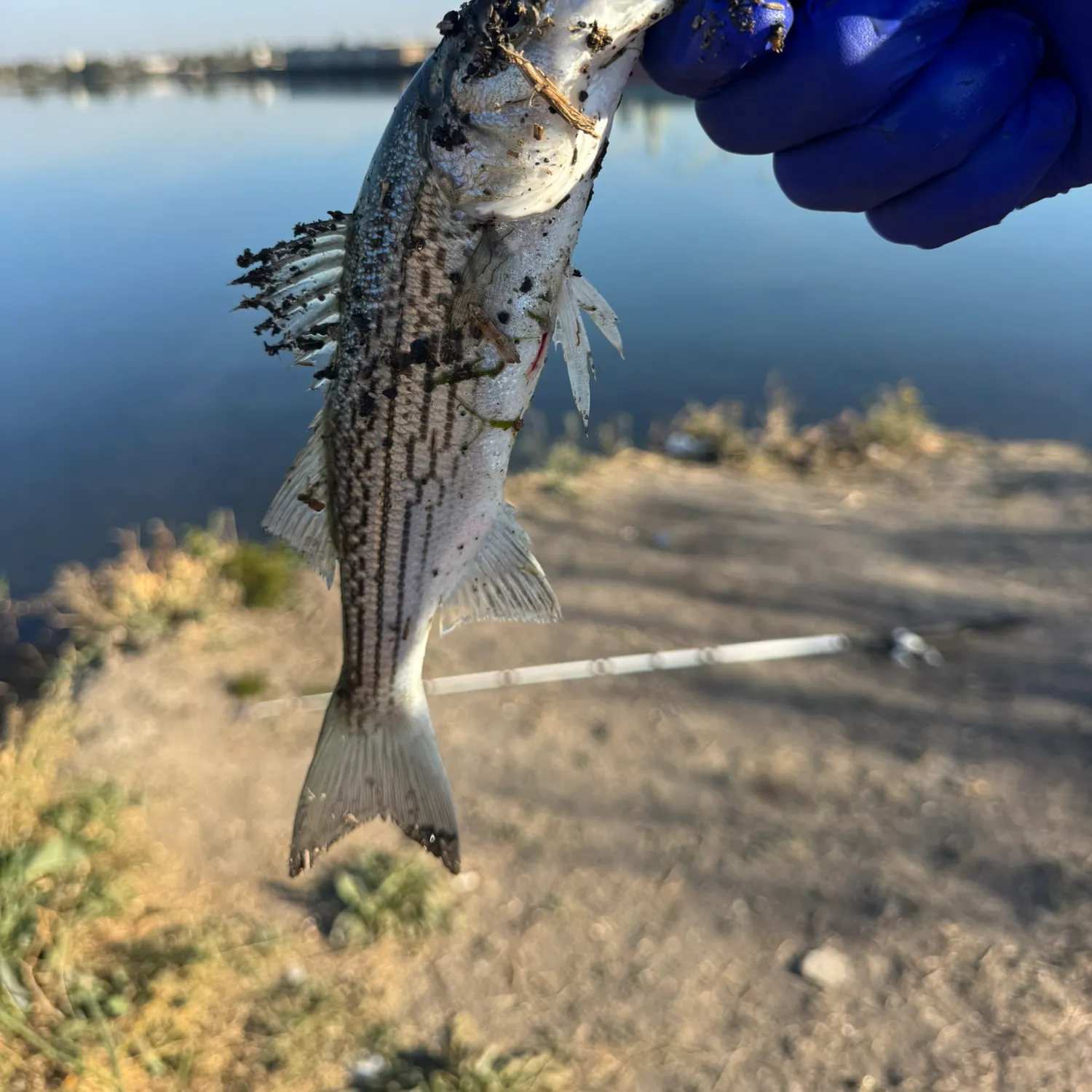 Striped bass caught on Fishbrain