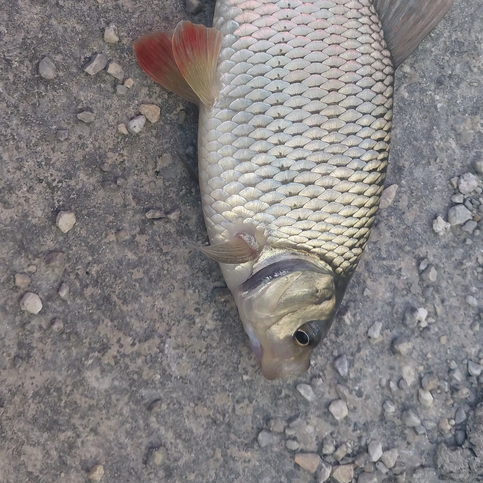 Common rudd caught on Fishbrain