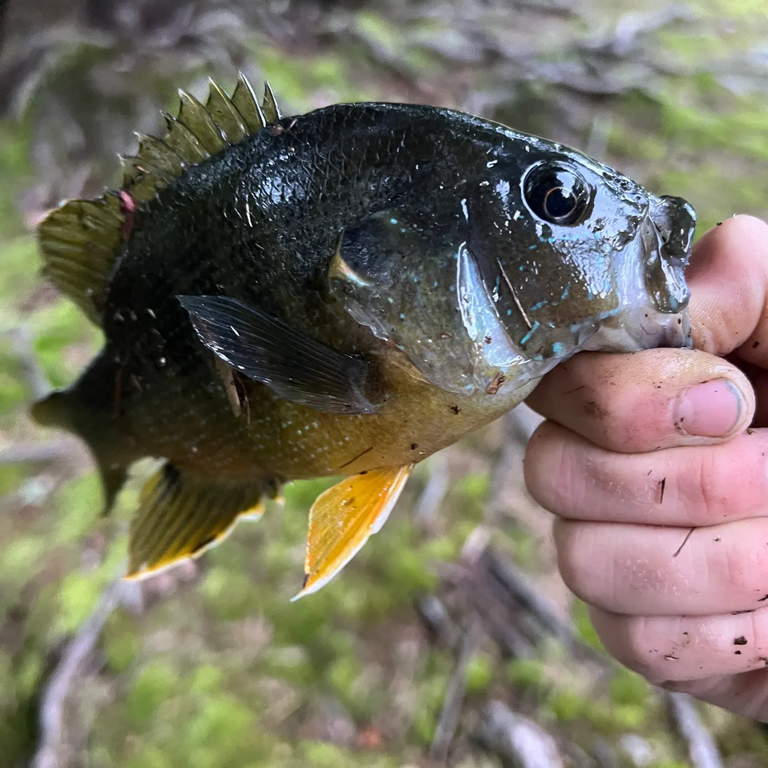 Green sunfish caught on Fishbrain