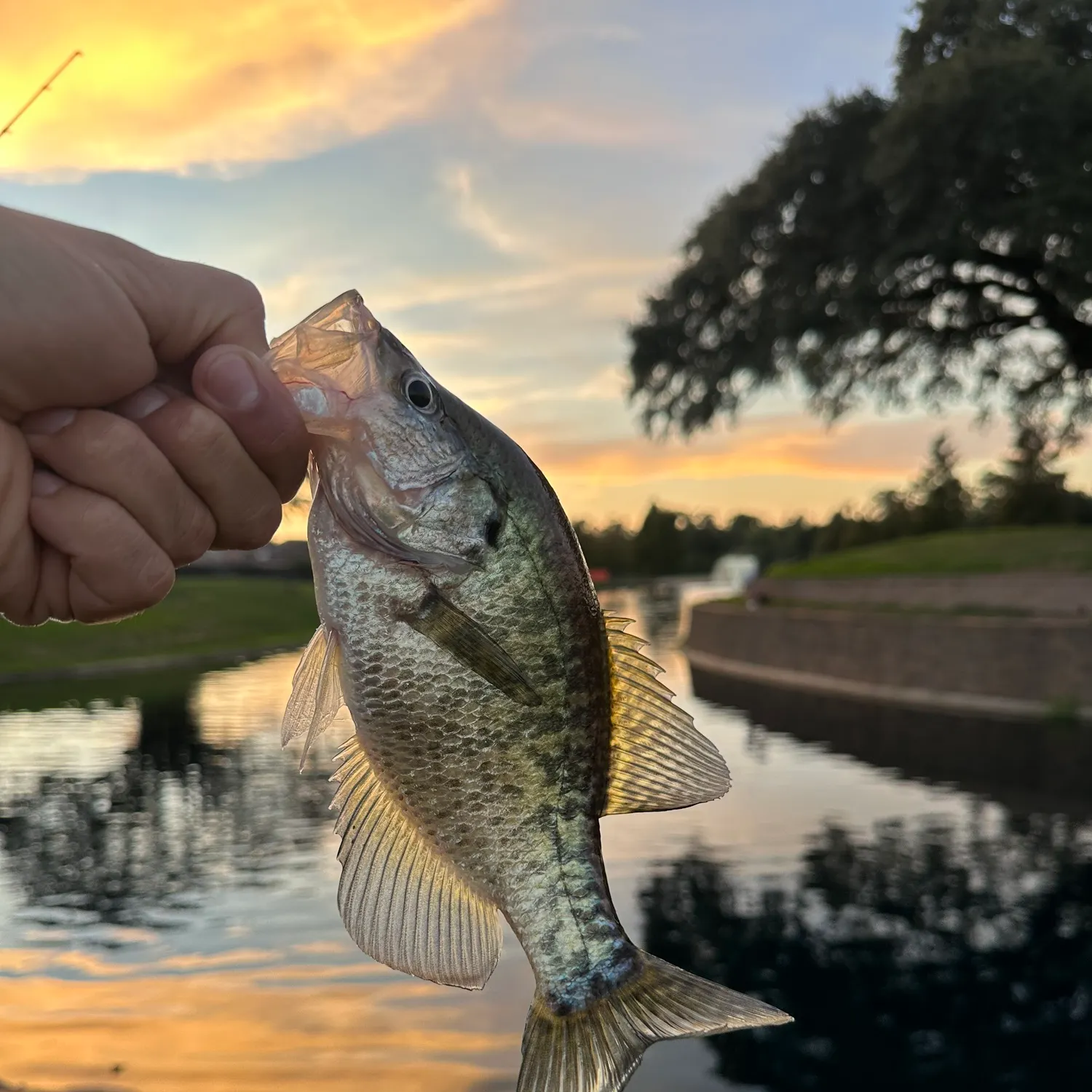 White crappie caught on Fishbrain