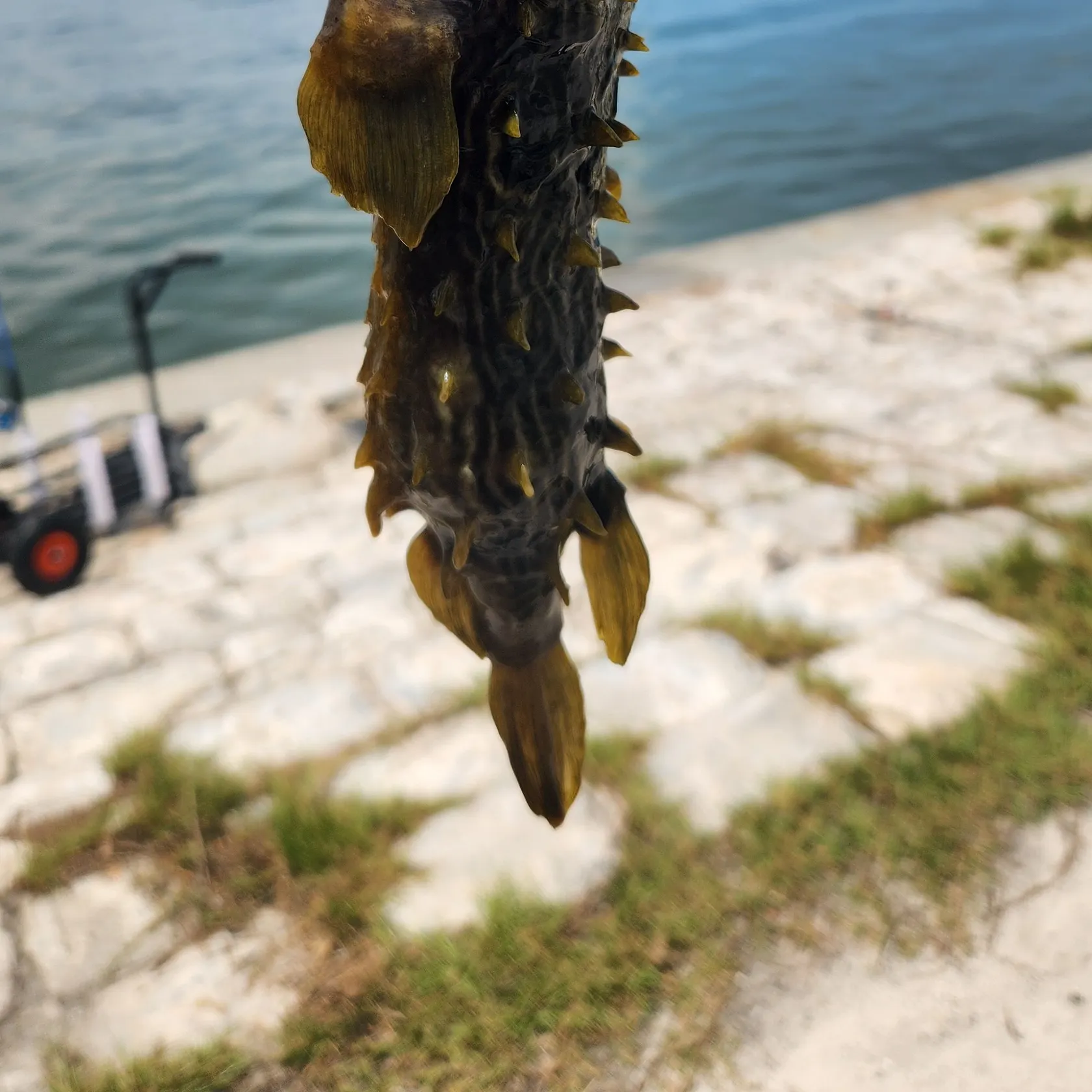 The most recent Striped burrfish catches on Fishbrain