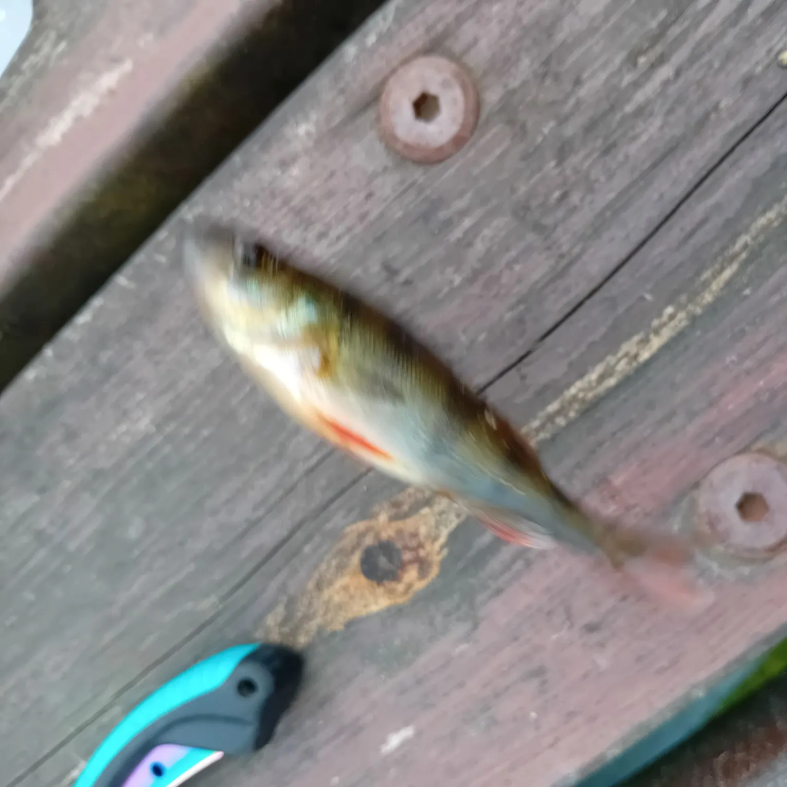 The most recent European perch catches on Fishbrain