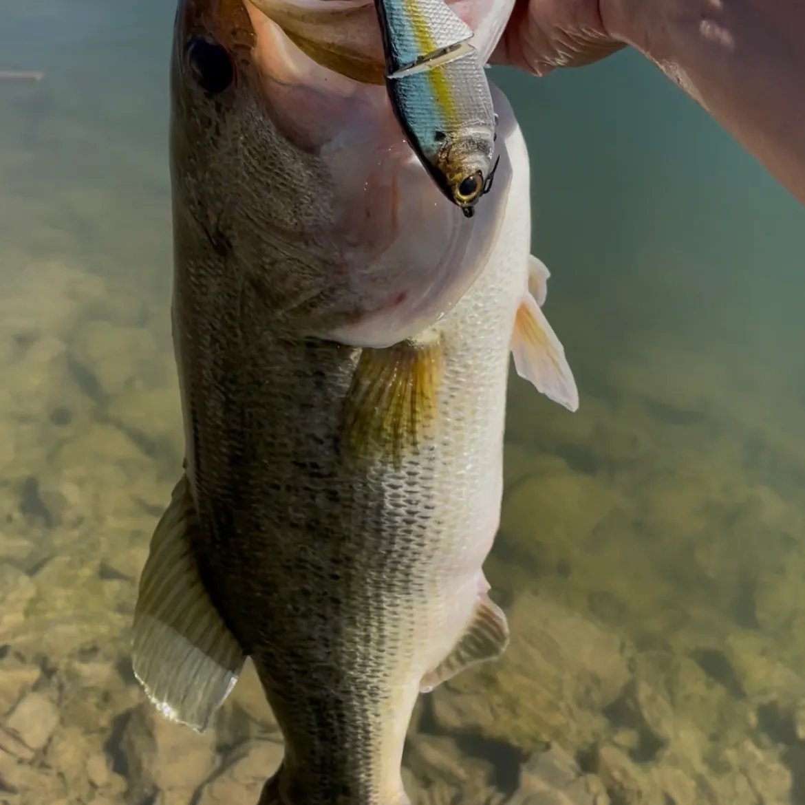 Largemouth bass caught on Fishbrain