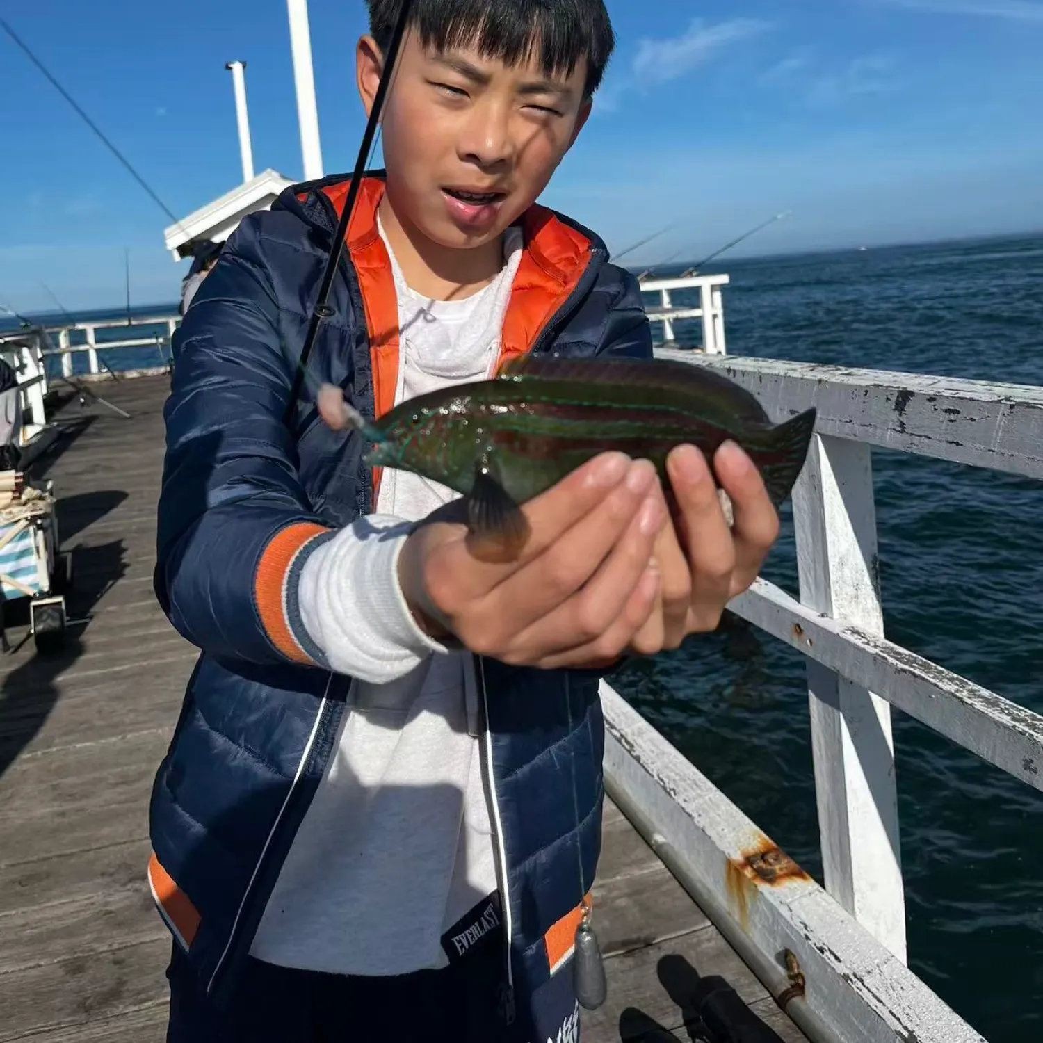 The most recent Patrician wrasse catches on Fishbrain