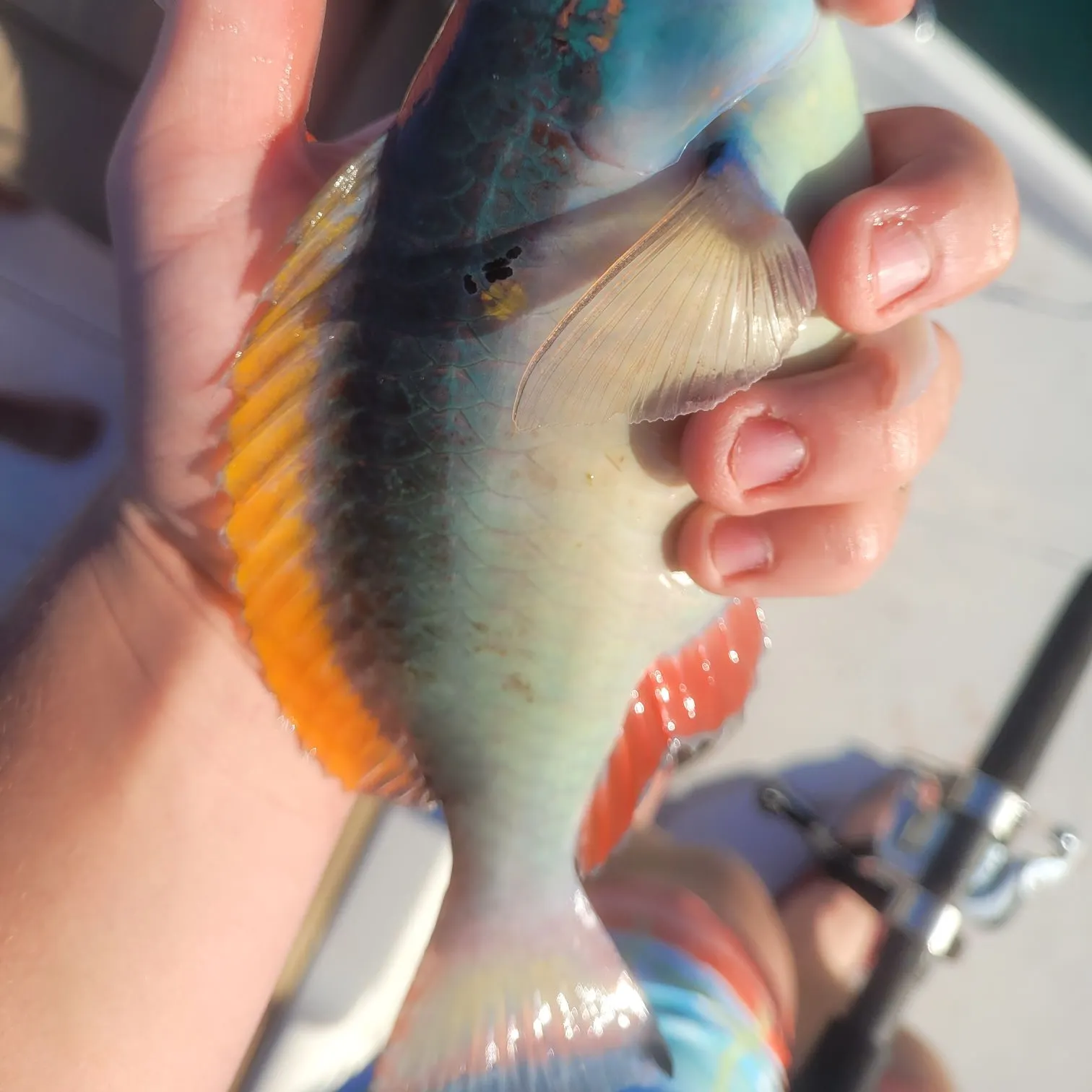 The most recent Common parrotfish catches on Fishbrain