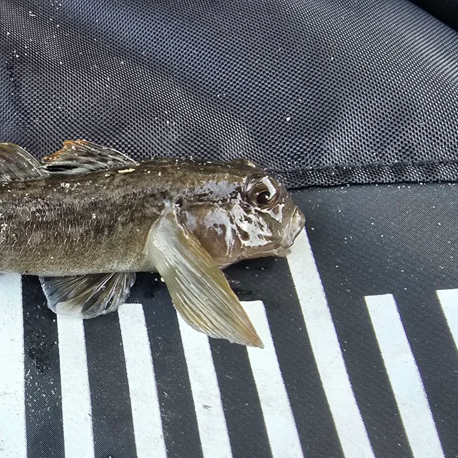 Round goby caught on Fishbrain