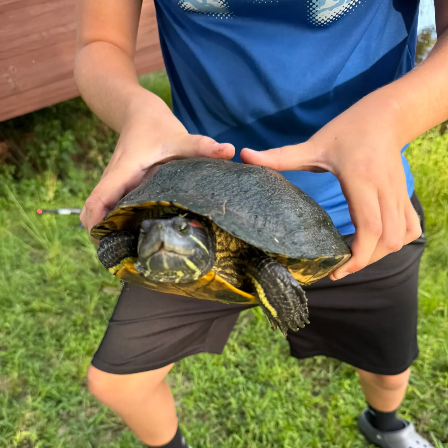 Pond slider turtle caught on Fishbrain
