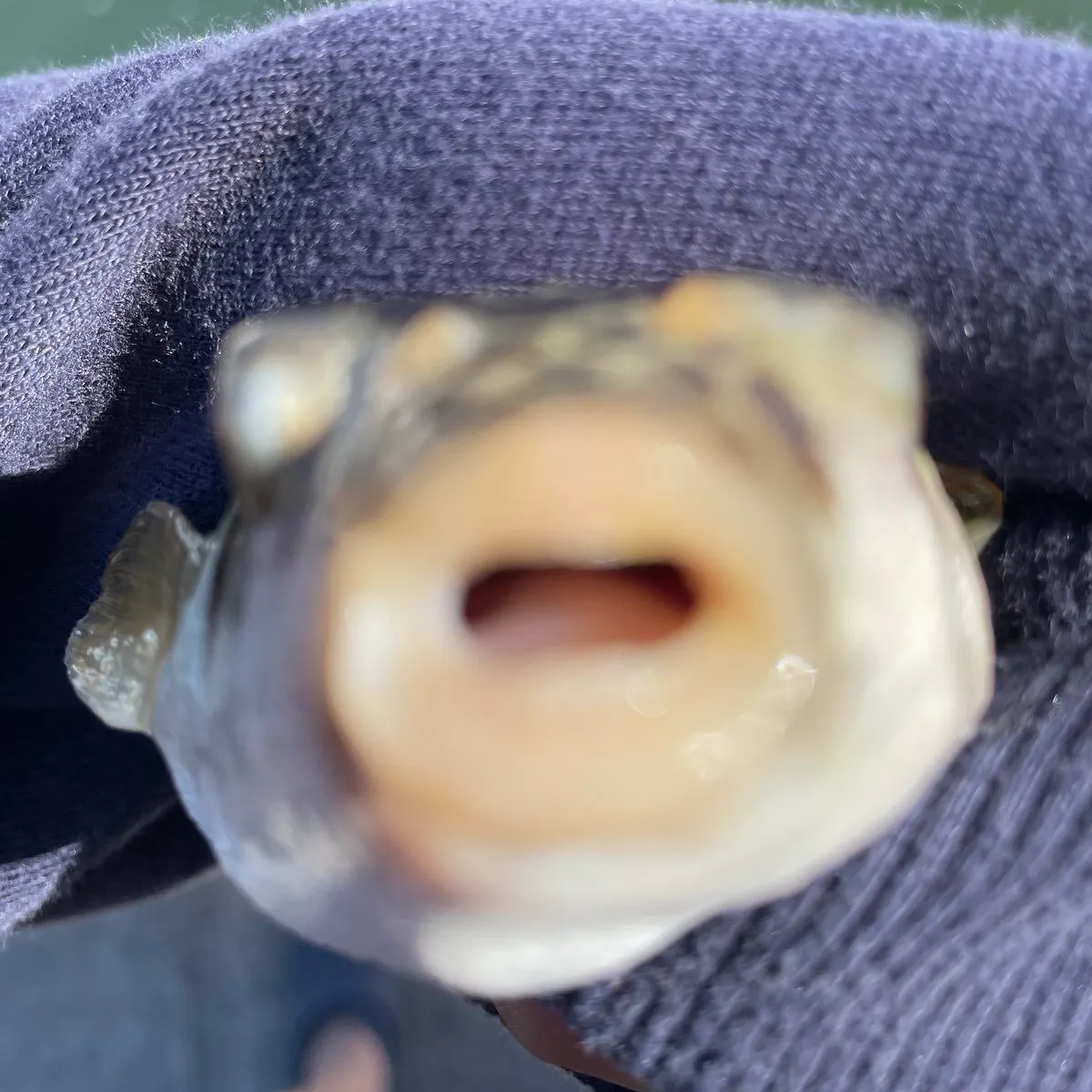 The most recent Smooth toadfish catches on Fishbrain