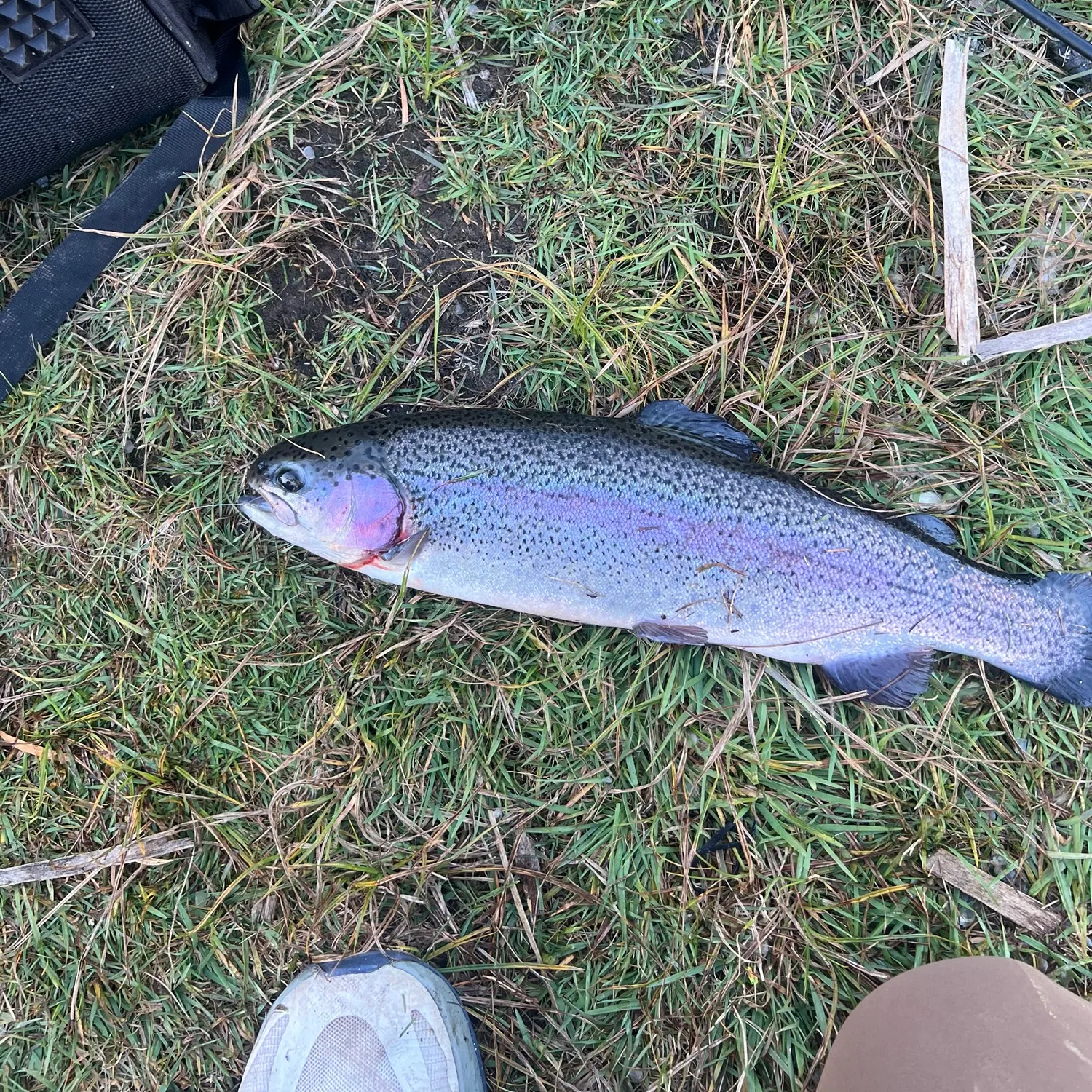 Rainbow trout caught on Fishbrain