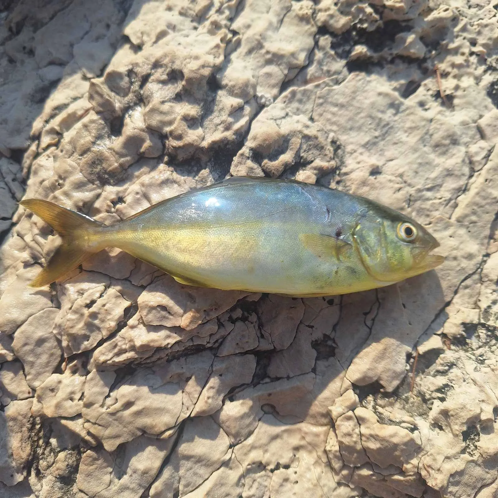 Fish caught on Fishbrain