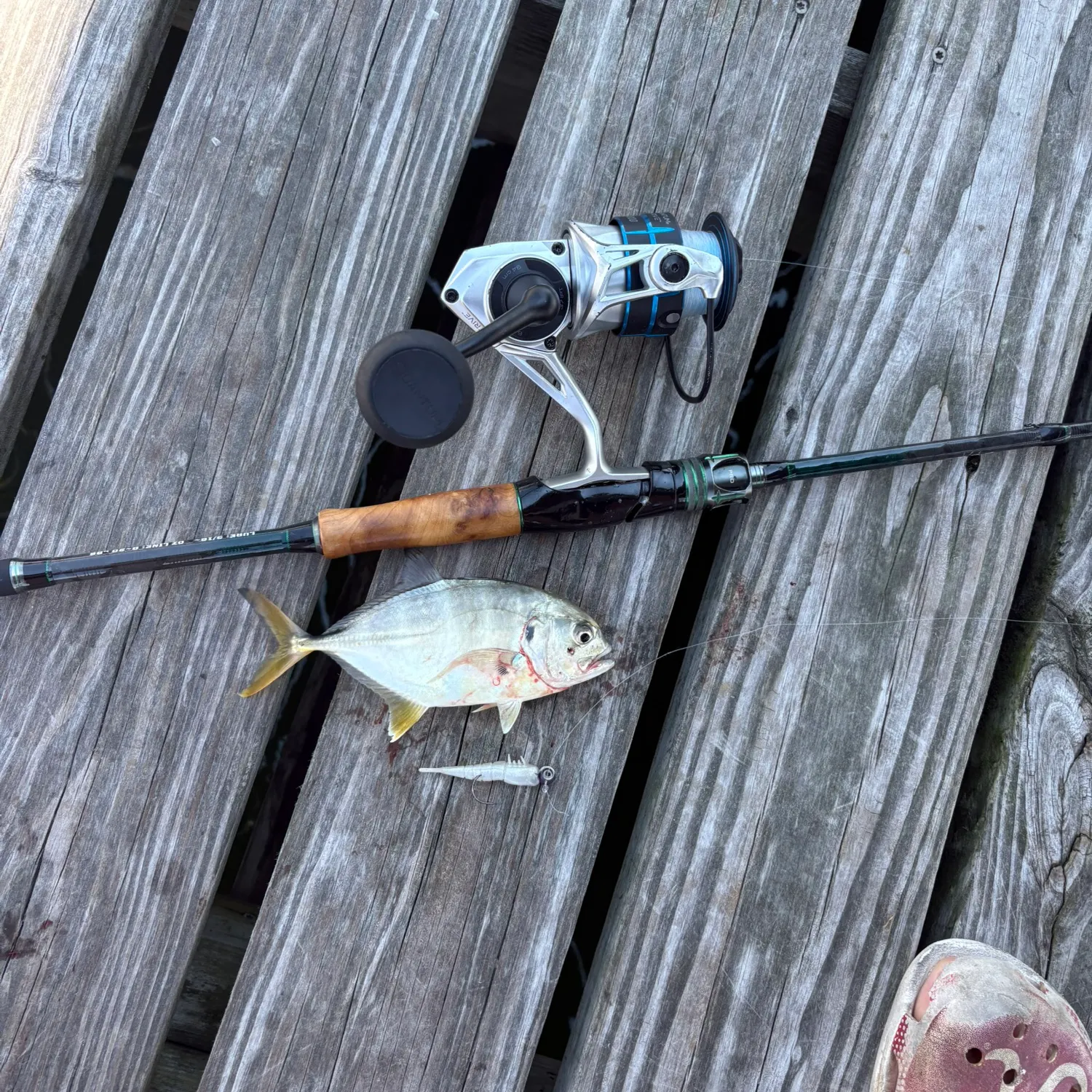 Crevalle jack caught on Fishbrain