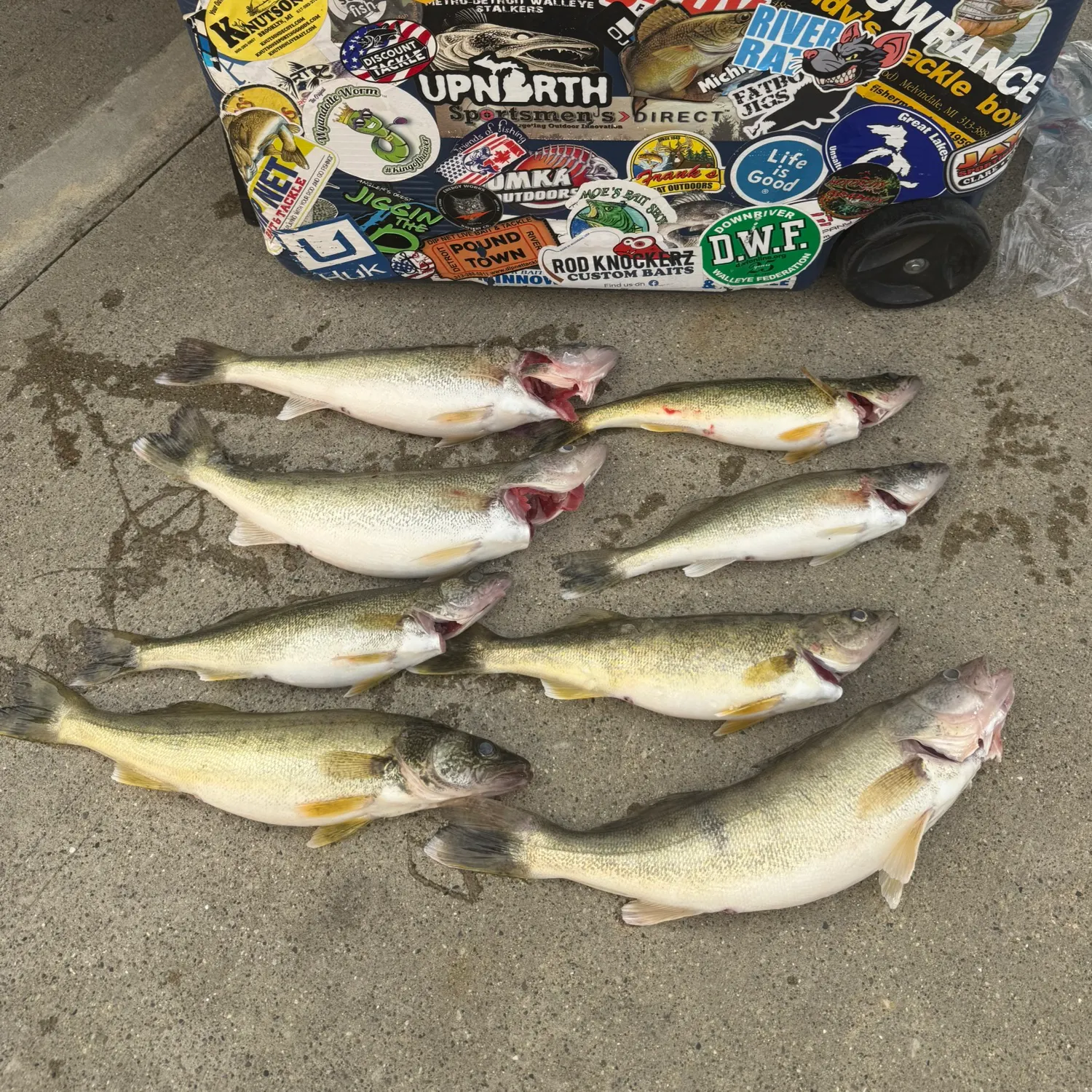 recently logged catches
