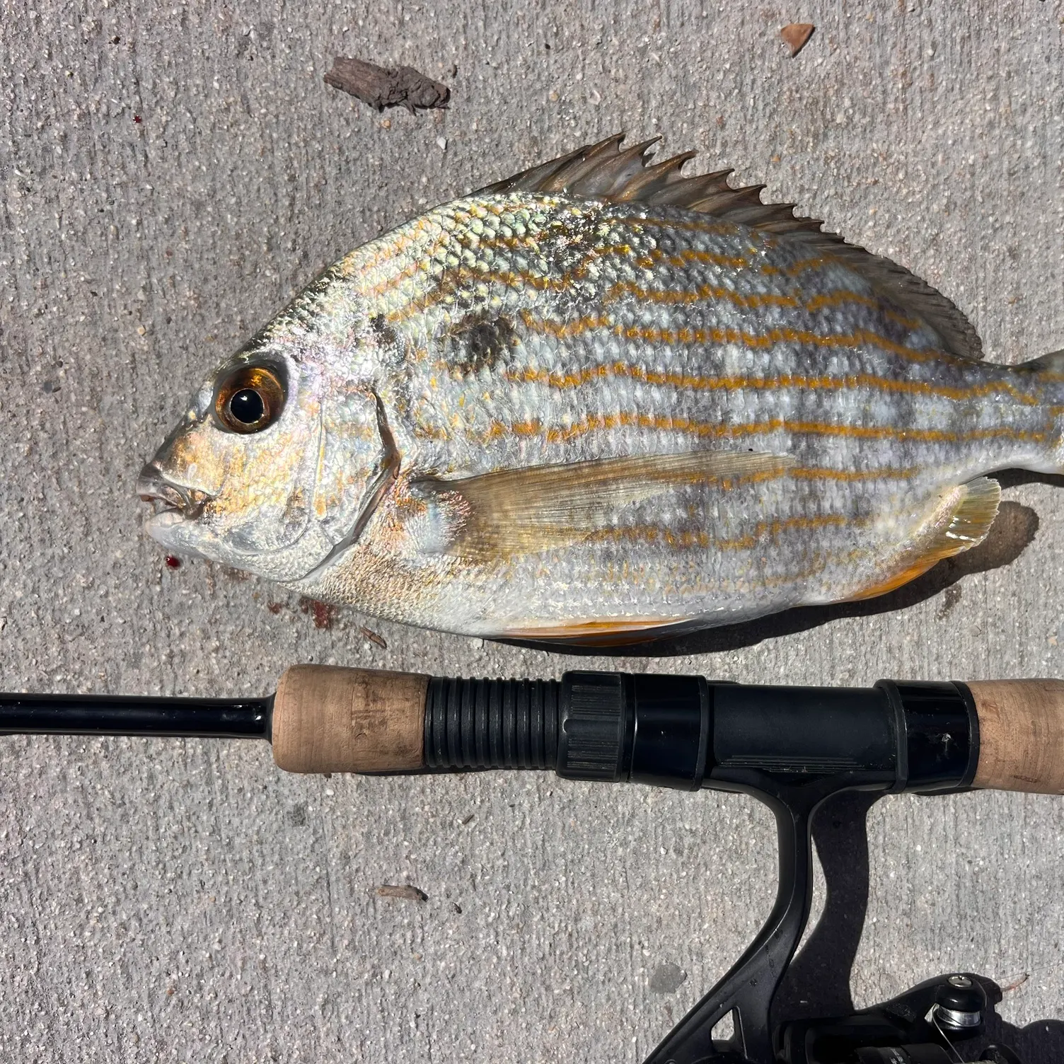 The most recent Western Atlantic seabream catches on Fishbrain
