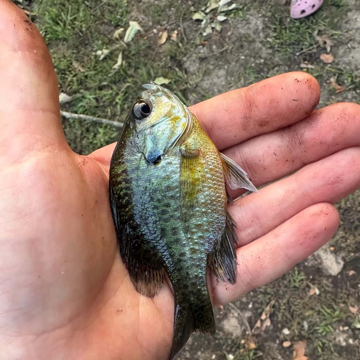 Bluegill caught on Fishbrain