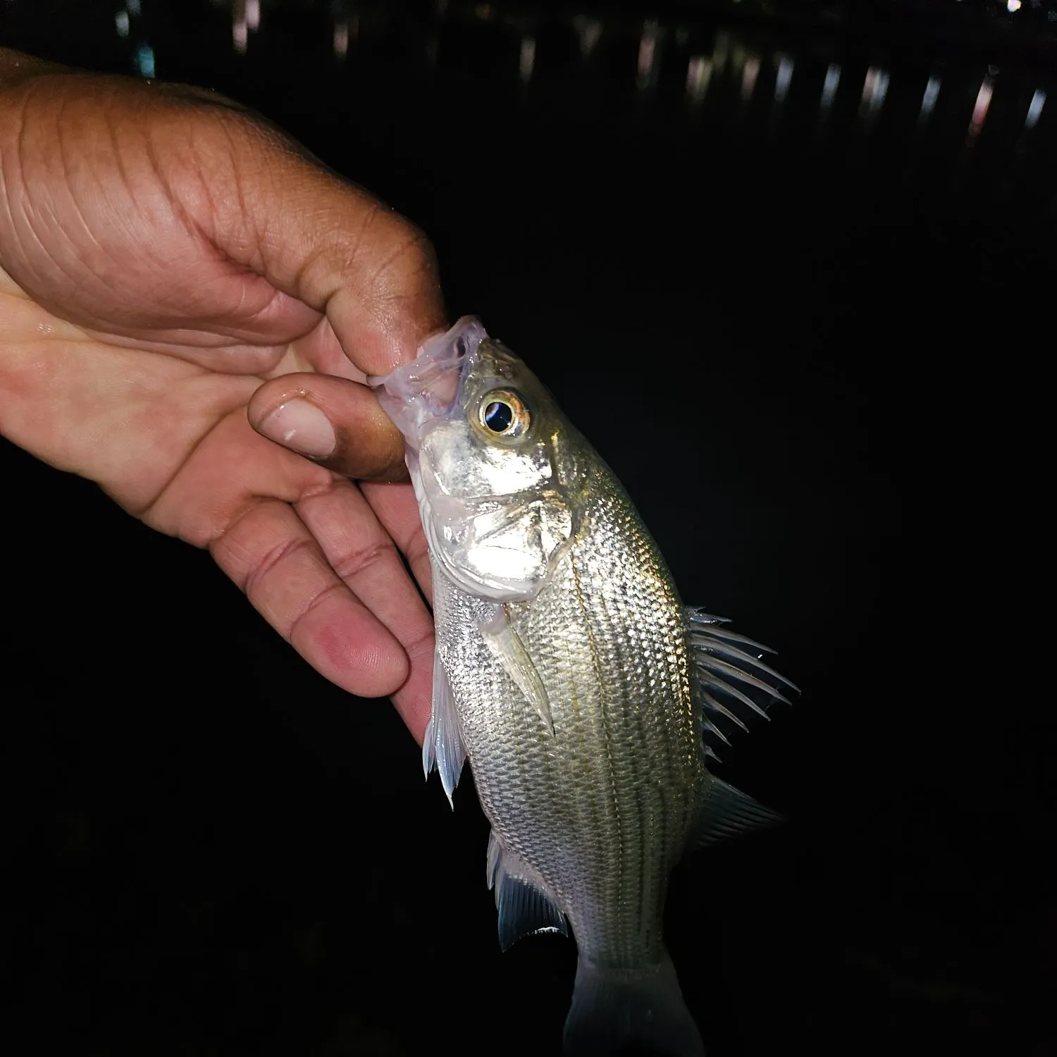 White bass caught on Fishbrain