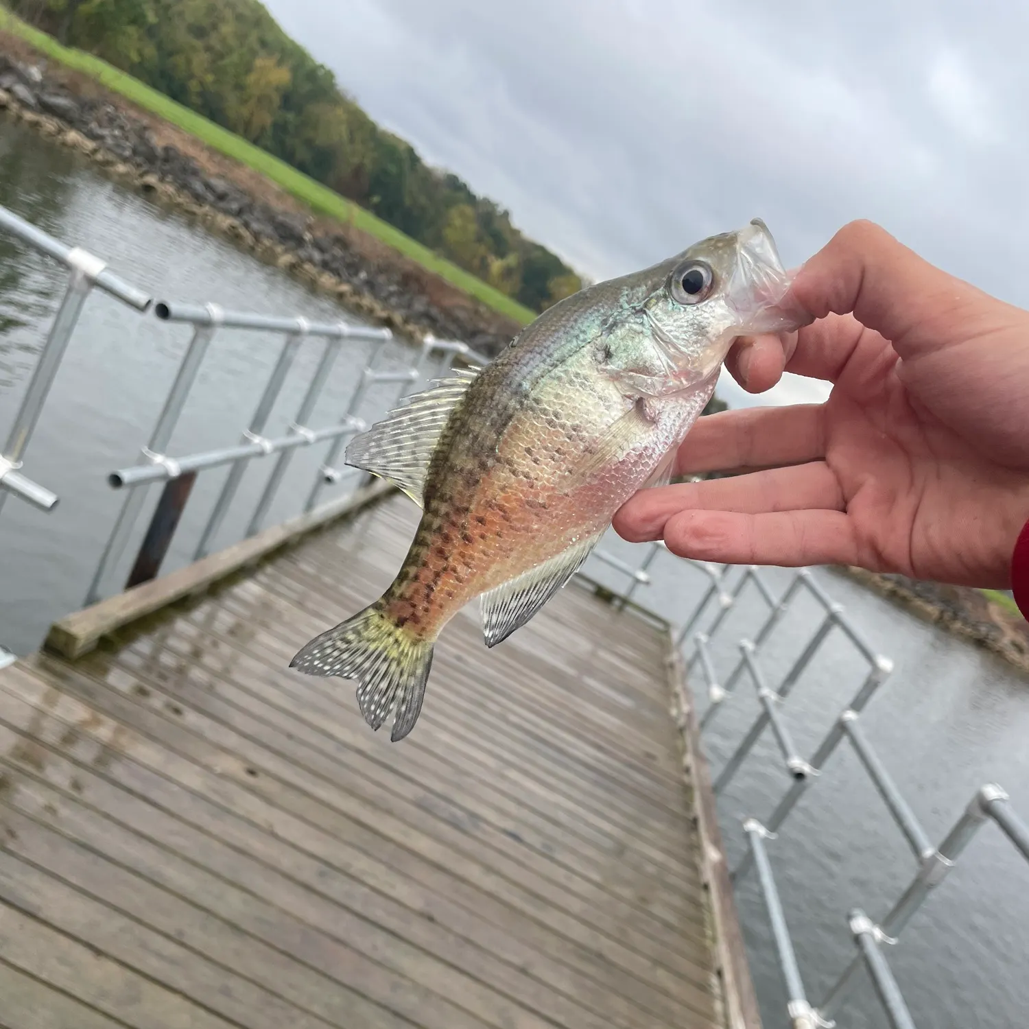 White crappie caught on Fishbrain