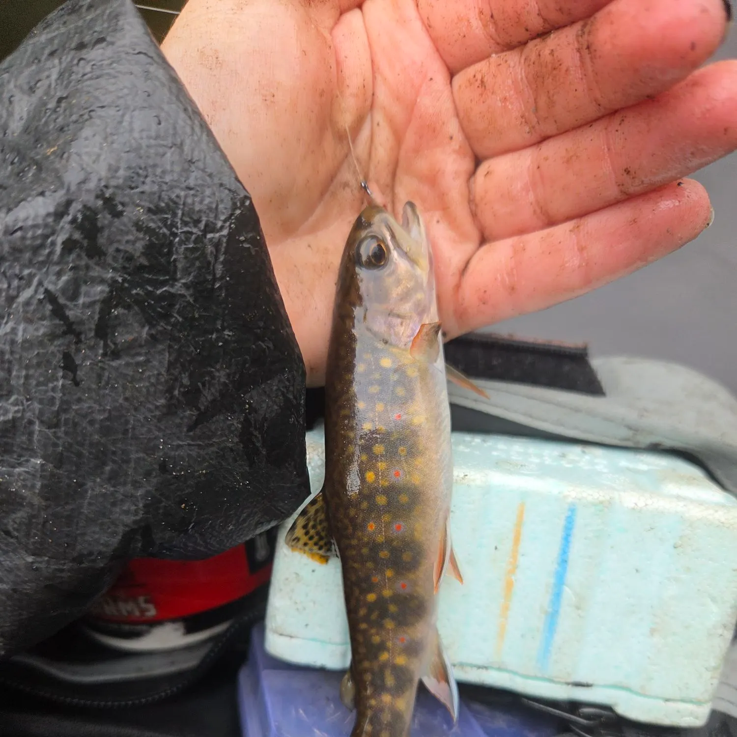 Brook trout caught on Fishbrain