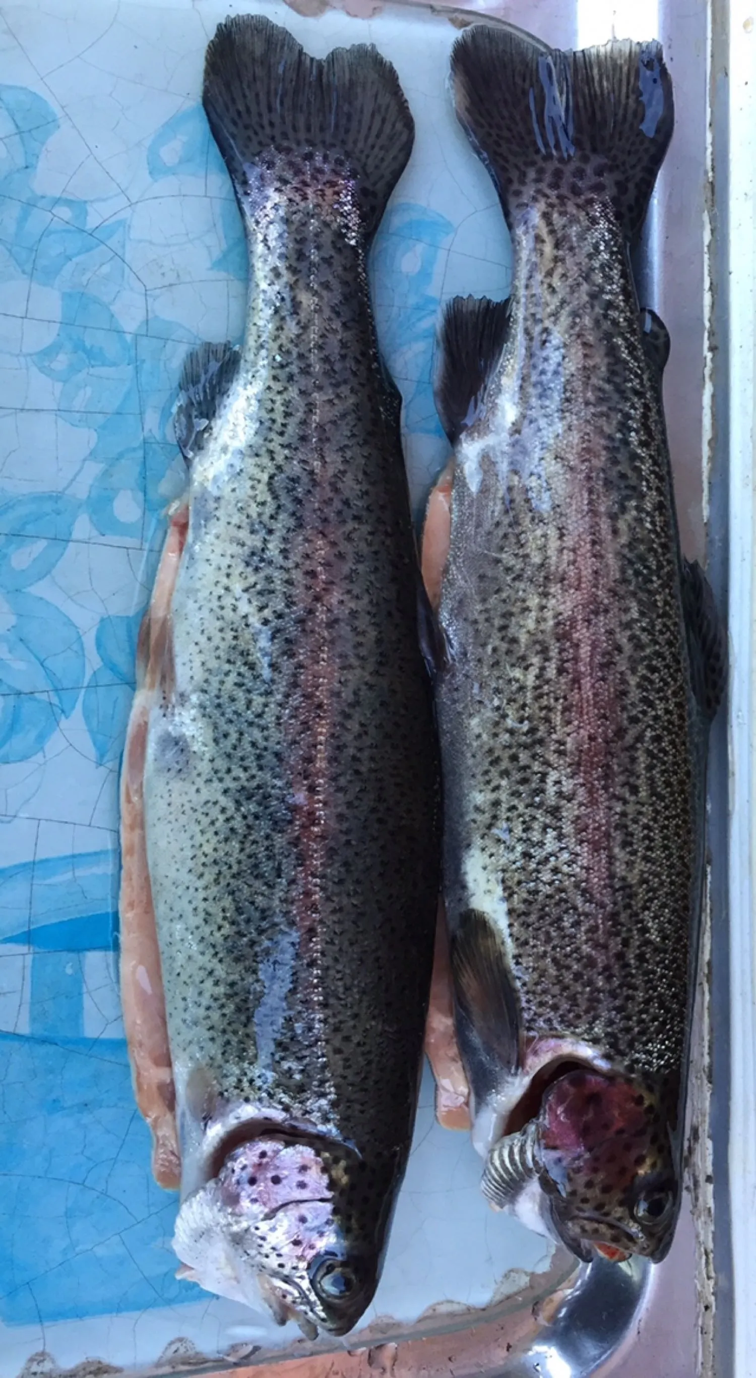 Post image from tkirkovski