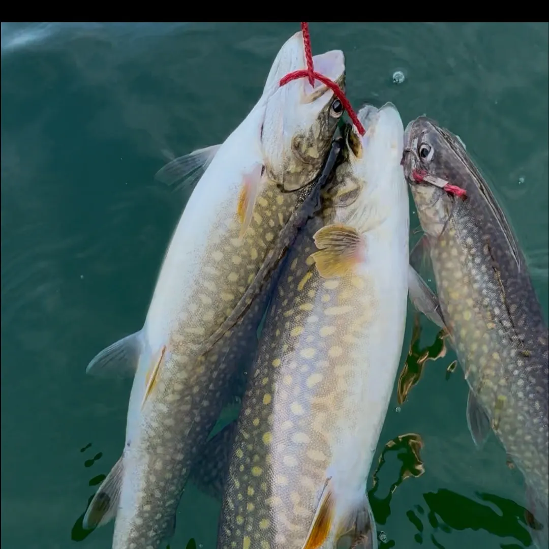 The most recent Lake char catches on Fishbrain