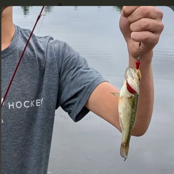 Spotted bass caught on Fishbrain