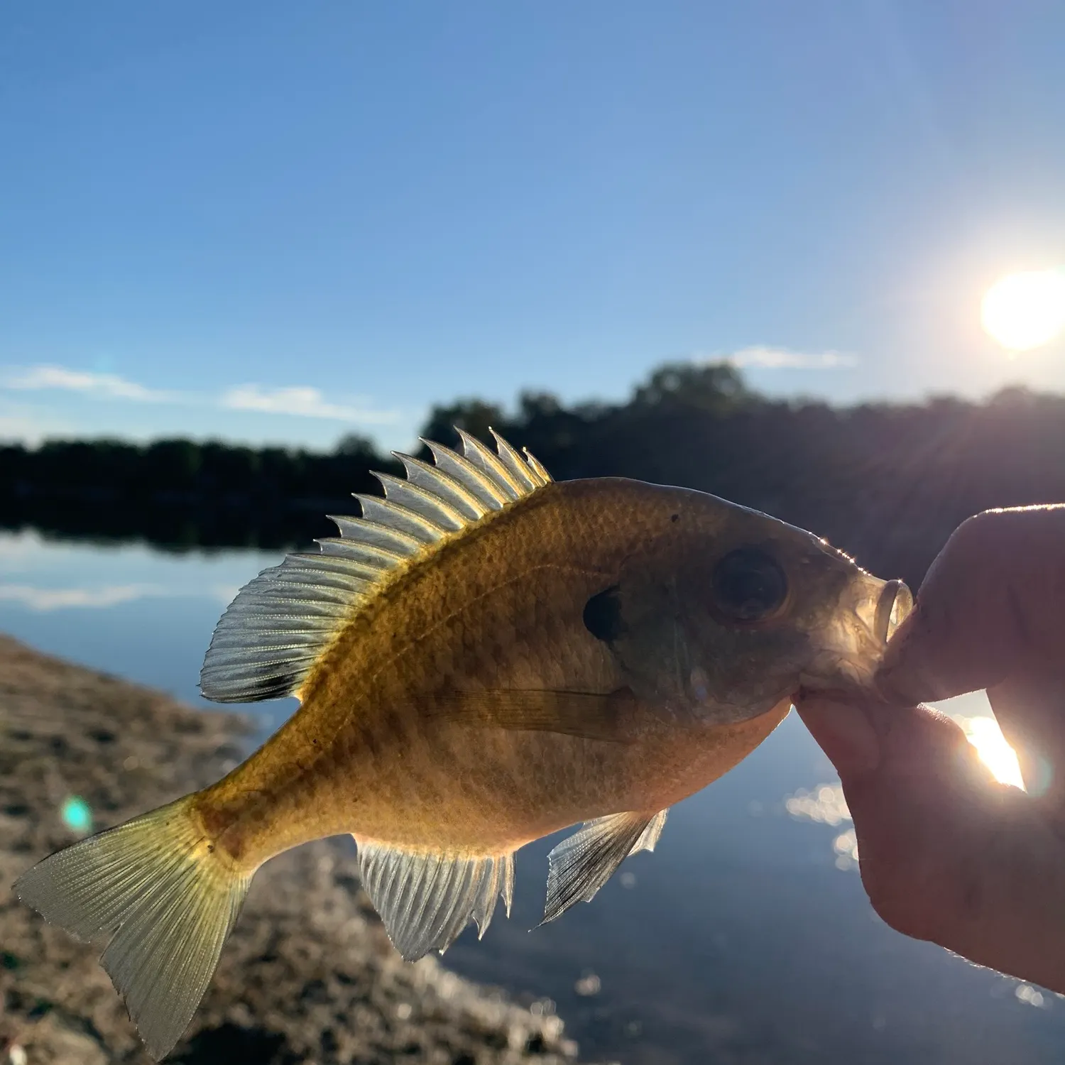 Bluegill caught on Fishbrain