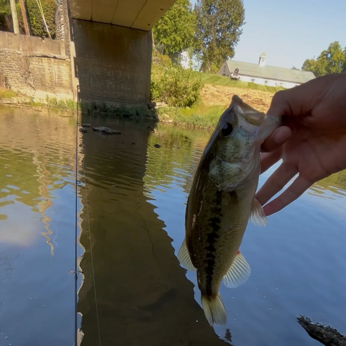 Largemouth bass caught on Fishbrain