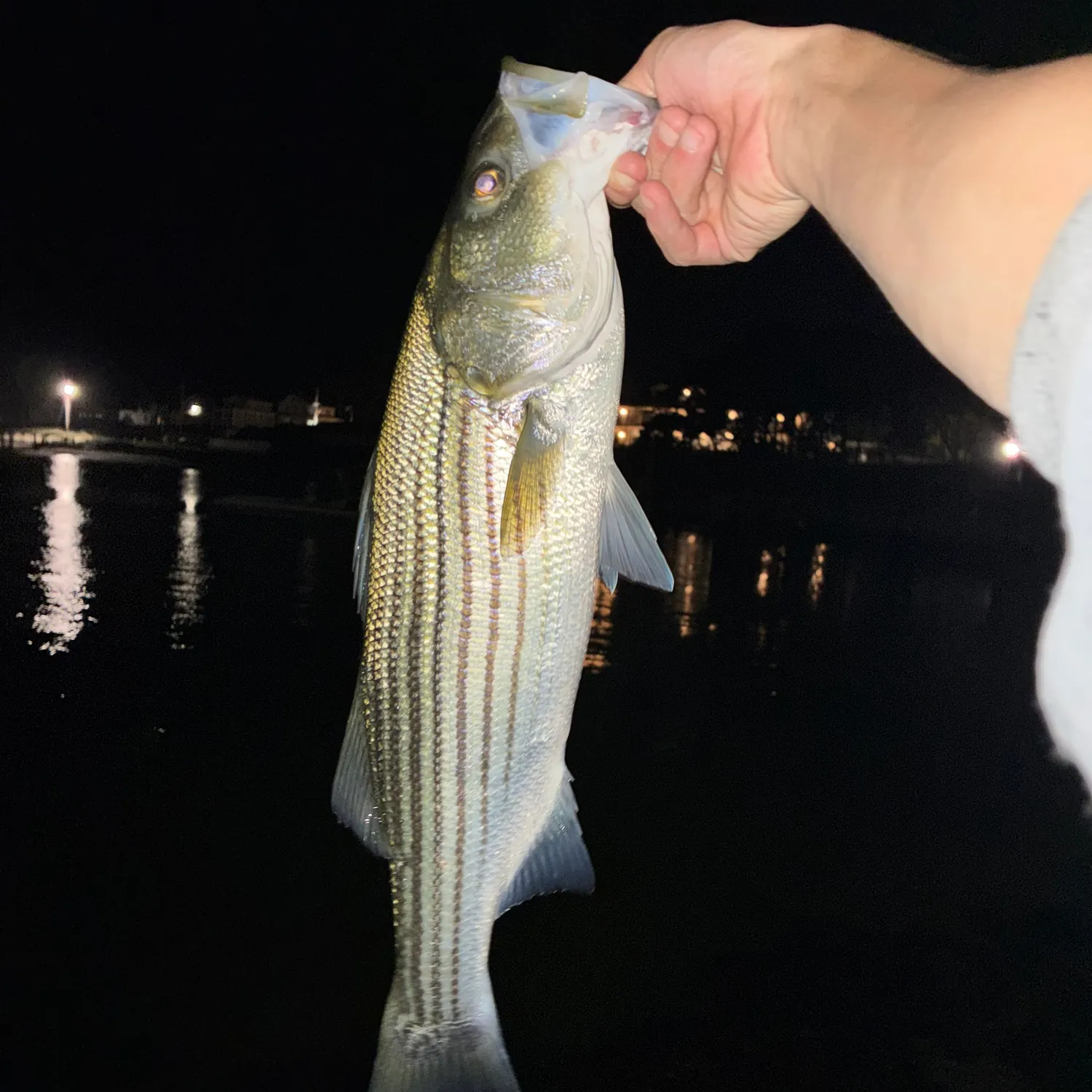 Striped bass caught on Fishbrain