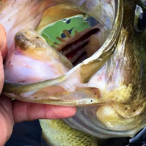 Largemouth bass caught on Fishbrain