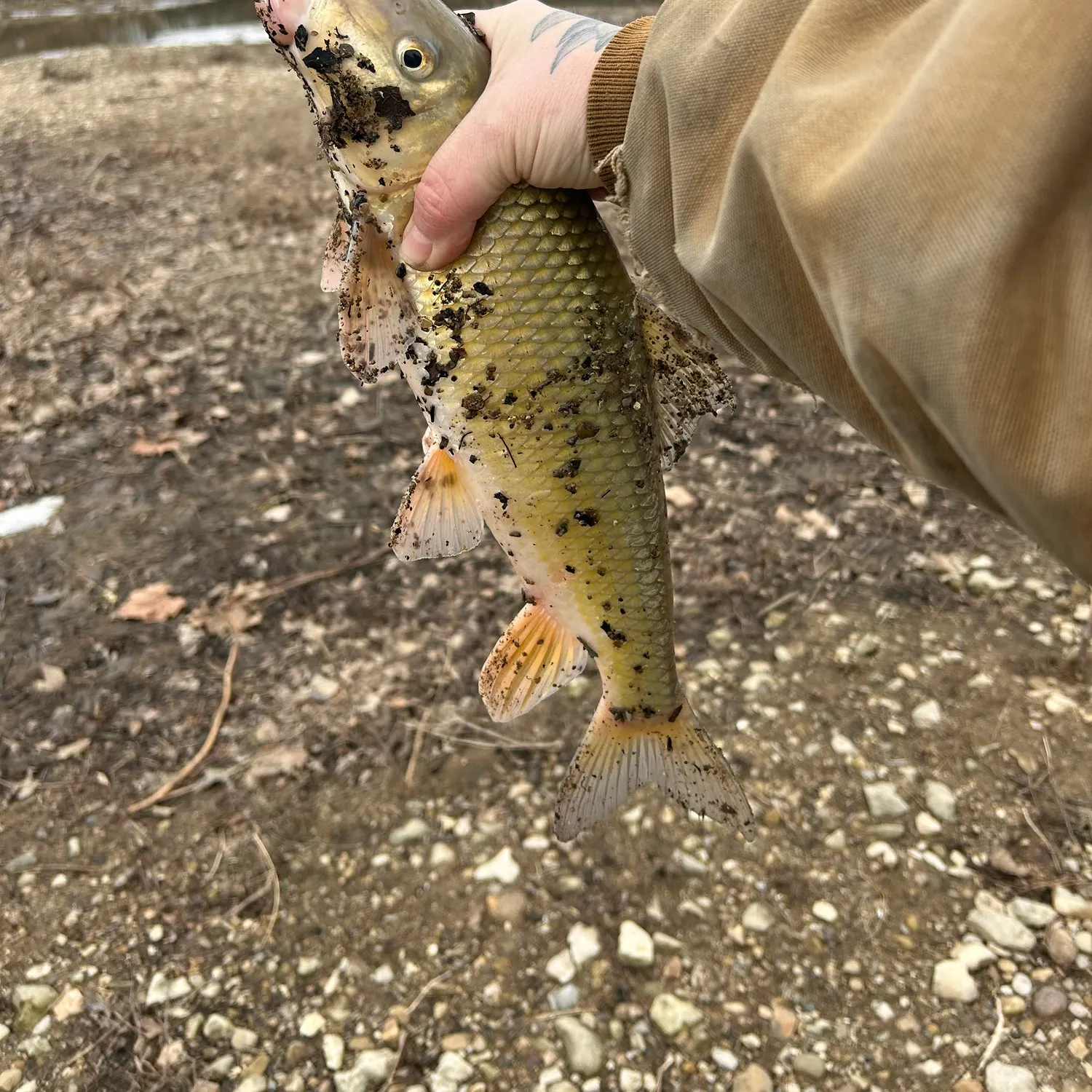 The most popular recent Shorthead redhorse catch on Fishbrain