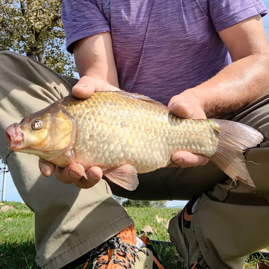 The most recent Japanese white crucian carp catches on Fishbrain