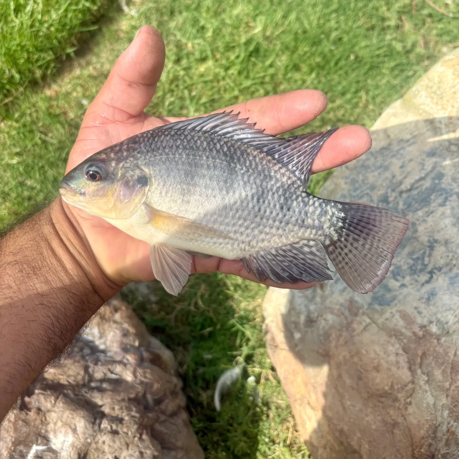 Nile tilapia caught on Fishbrain