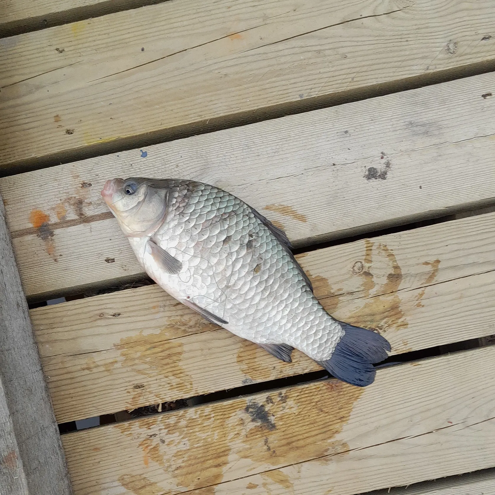 Crucian carp caught on Fishbrain