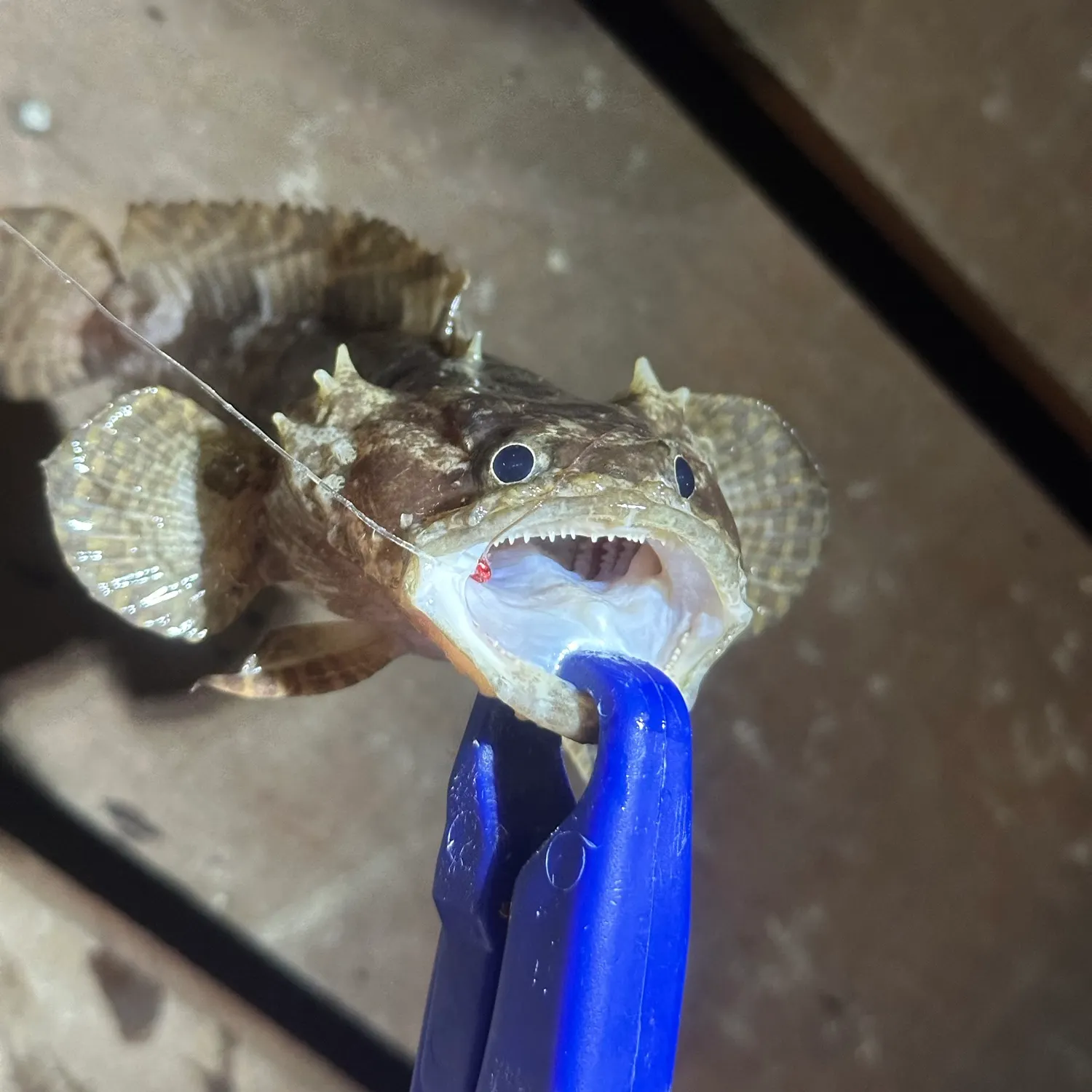 The most recent Three-spined frogfish catches on Fishbrain