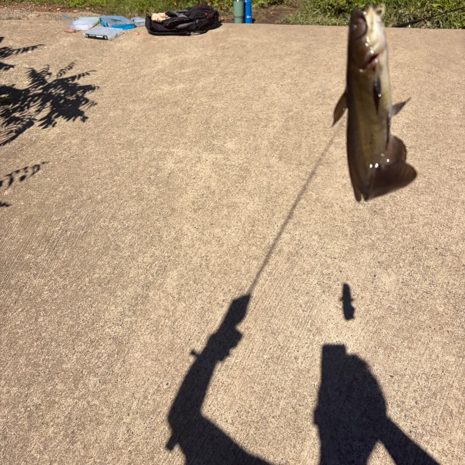 Black bullhead caught on Fishbrain