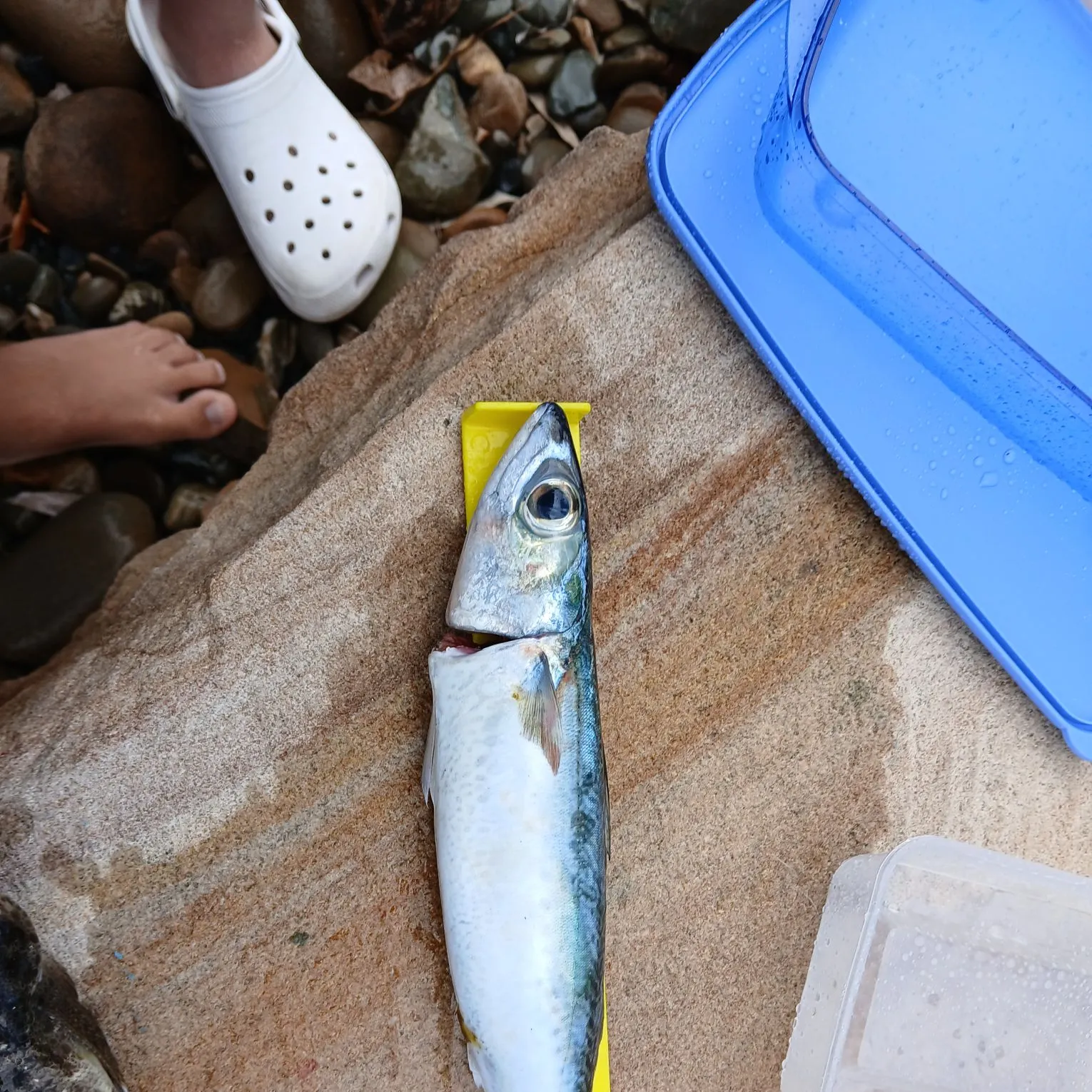 The most recent Pacific chub mackerel catches on Fishbrain