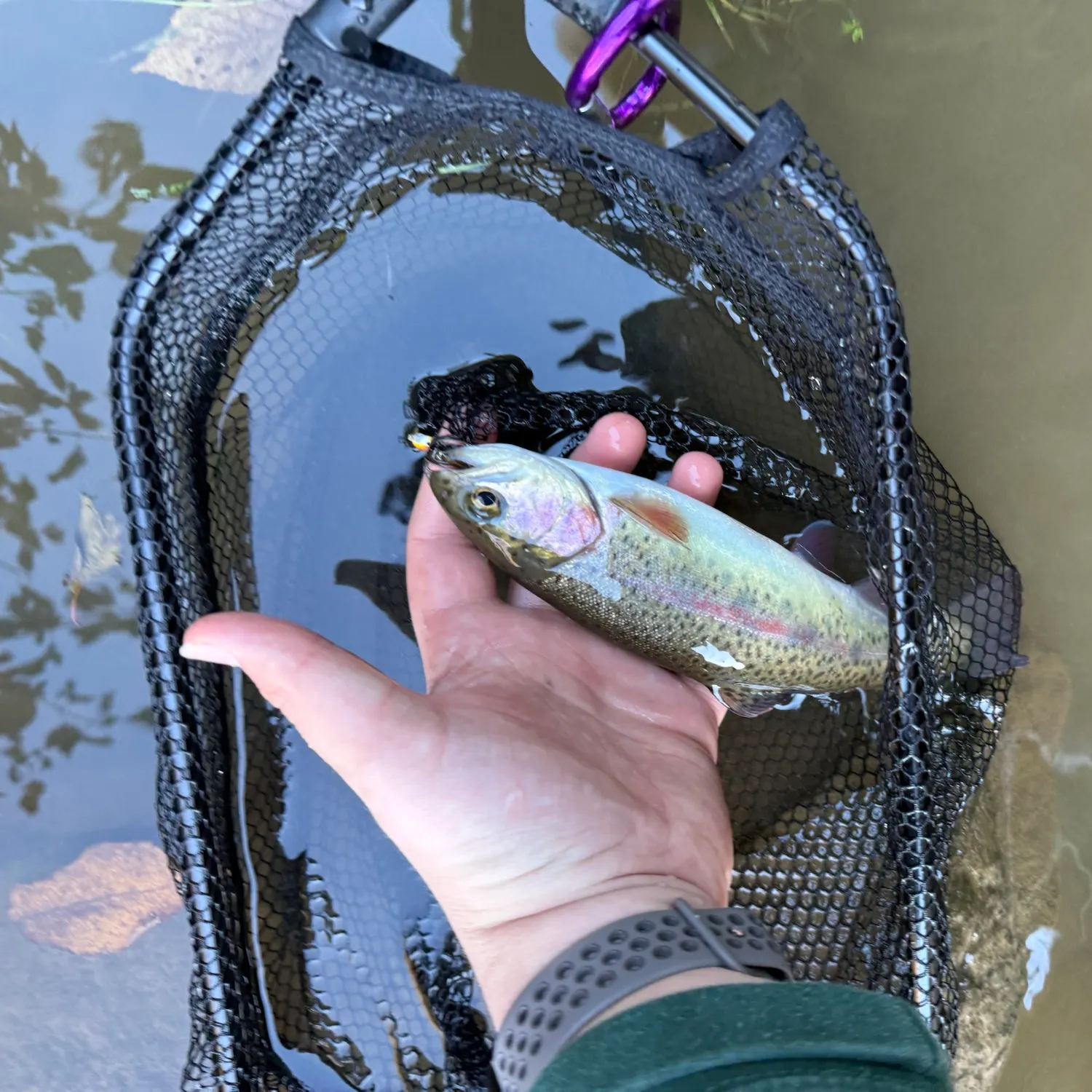 Rainbow trout caught on Fishbrain