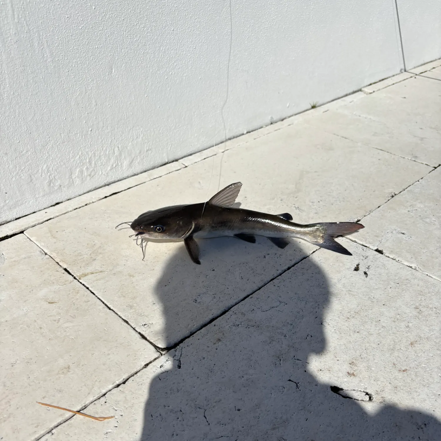 Hardhead sea catfish caught on Fishbrain