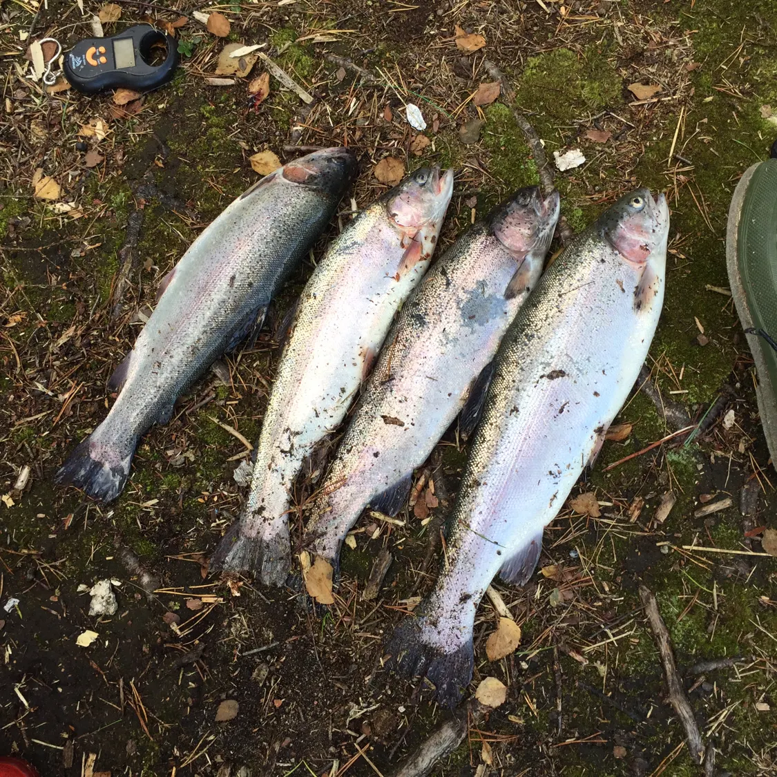 recently logged catches