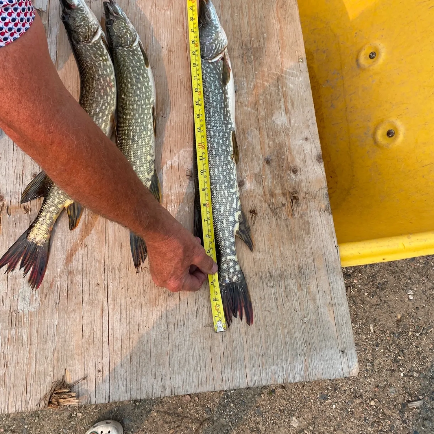 recently logged catches