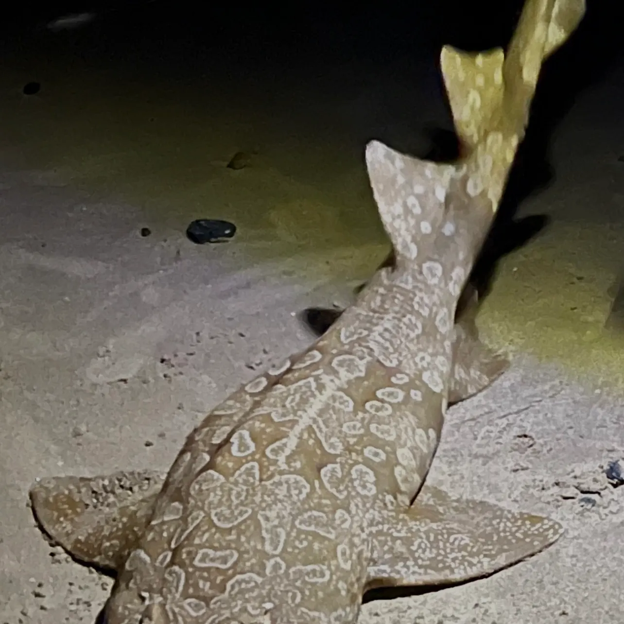 The most recent Spotted wobbegong catches on Fishbrain