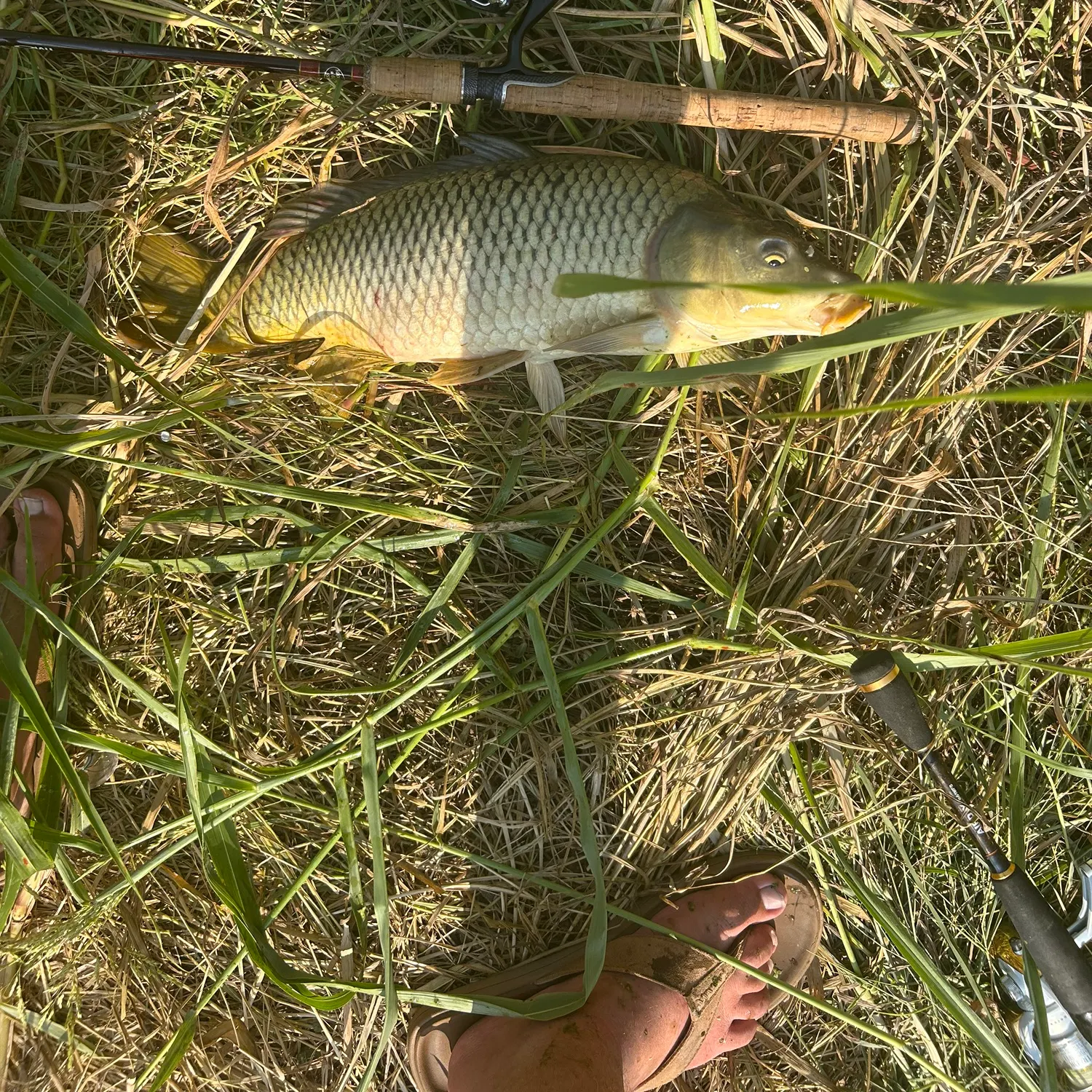 Common carp caught on Fishbrain
