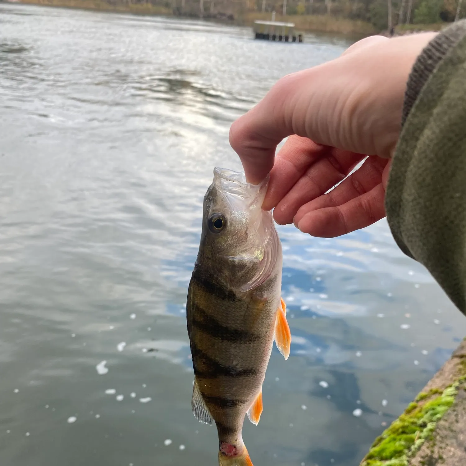 European perch caught on Fishbrain