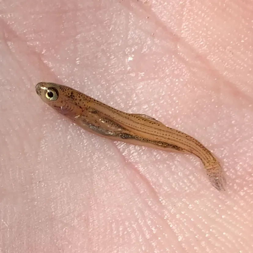The most recent Western mosquitofish catches on Fishbrain