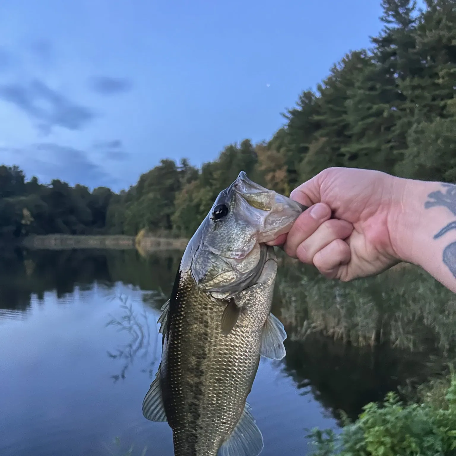 Largemouth bass caught on Fishbrain
