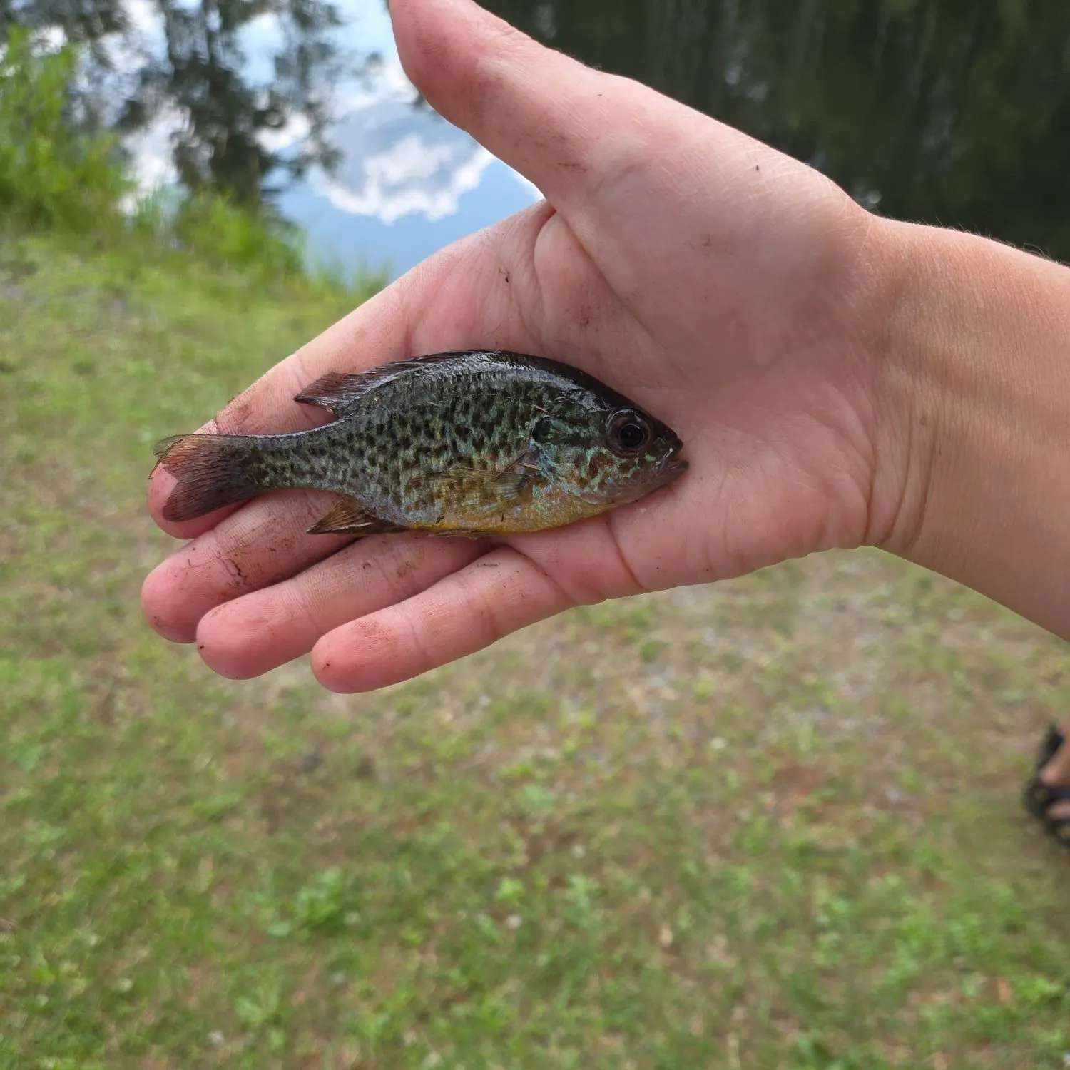Pumpkinseed caught on Fishbrain