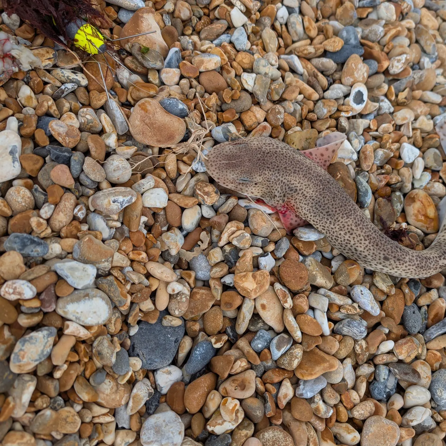 The most recent Lesser spotted dogfish catches on Fishbrain