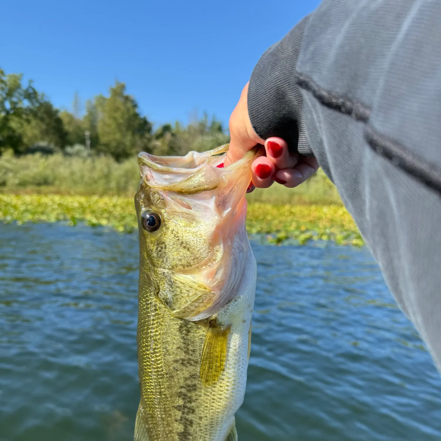Largemouth bass caught on Fishbrain